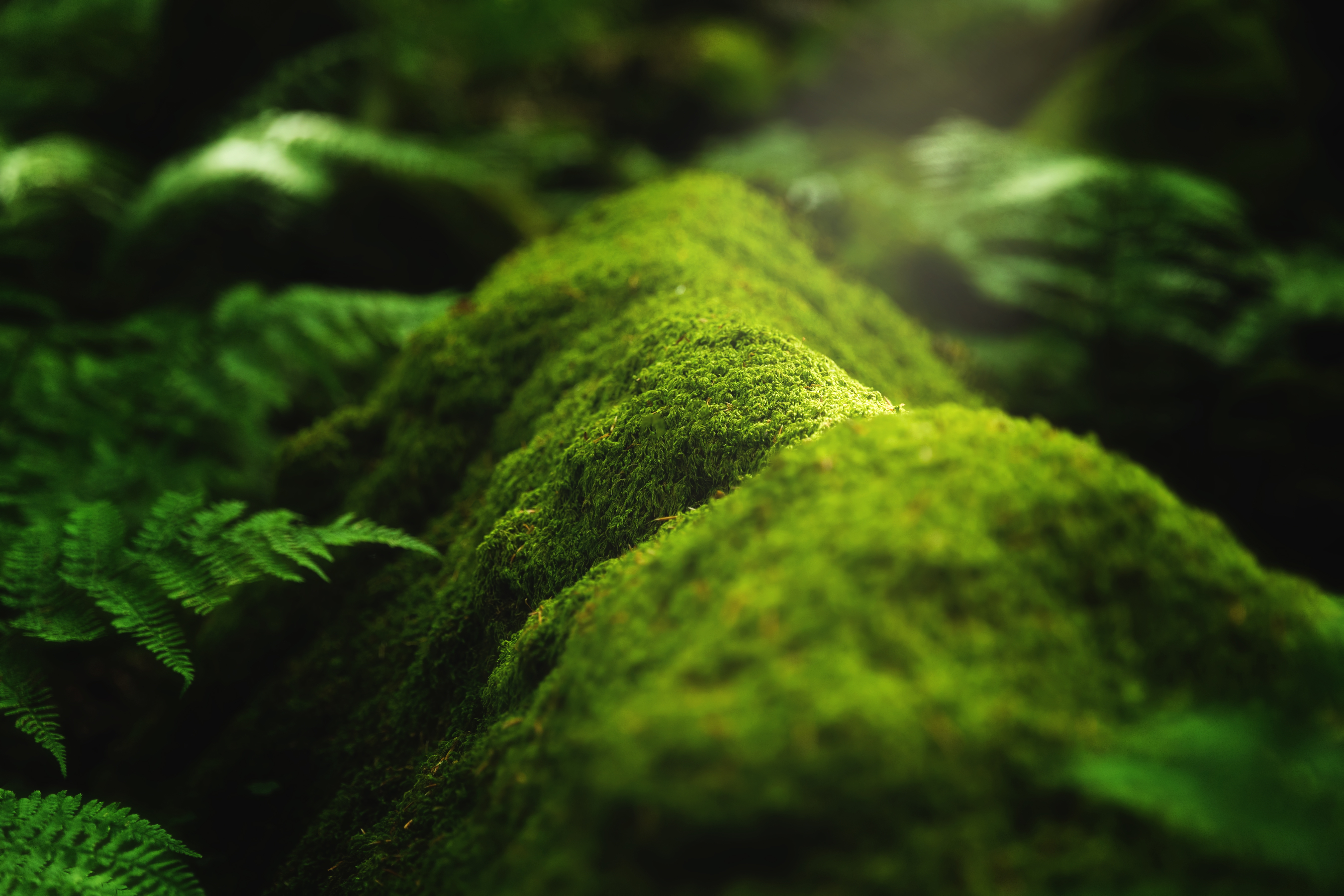 closeup-shot-moss-plants-growing-tree-branch-forest